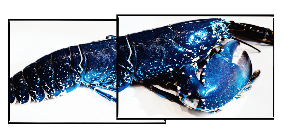 HOMARD full width