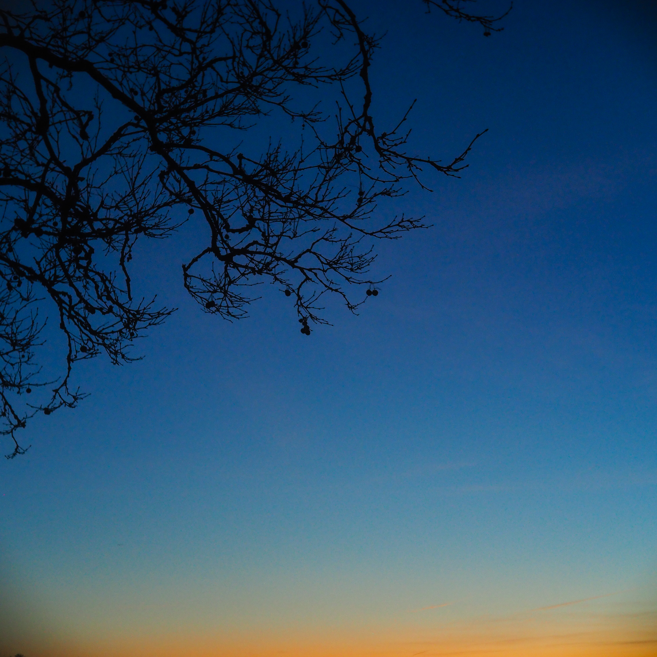 Branch on Blue Hour